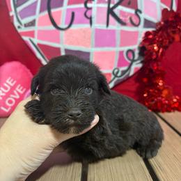 Oscar - Liver male Miniature Schnauzer puppy in Lufkin, Texas from C&K’s Schnauzer House