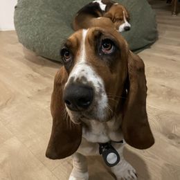 Franny - Basset Hound