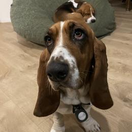 Franny - Basset Hound