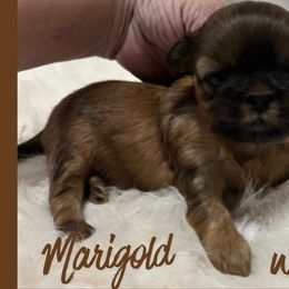 Girl 1 - Gold female Shih Tzu puppy in Hayden, Idaho from Phoenix Shih Tzu