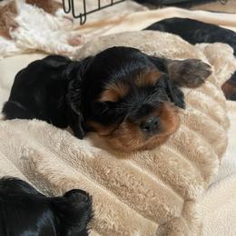 Archer Green - Black and tan male Cavalier King Charles Spaniel puppy in Phoenix, Arizona from Larisa's Cavaliers