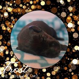 Frost - Blue Collar - Black male Labrador Retriever puppy in Sumerduck, Virginia from Cedar Mountain Retrievers