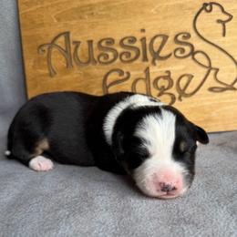 Purse - Black tri-color female Australian Shepherd puppy in Tuftonboro, New Hampshire from Aussies Edge Farm