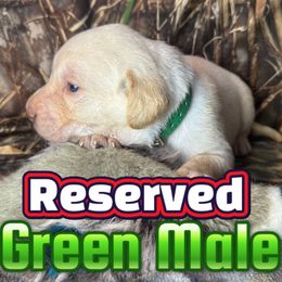 Green - Yellow male Labrador Retriever puppy in Moore, Oklahoma from Okiehuntinboyz Labrador Retrievers