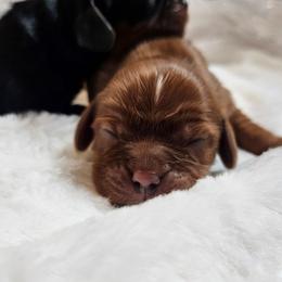 Ruby girl - Ruby female Cavalier King Charles Spaniel puppy in Castorland, New York from Faithful Friends Cavaliers