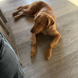 Nelly - Dark golden female Golden Retriever puppy in Great Falls, Montana from VS Golden Fields