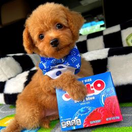Louis - Apricot male Maltipoo puppy in Sugar Land, Texas from Celebrity Maltipoos
