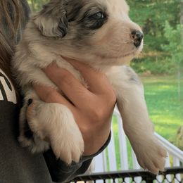 Australian Shepherd Puppies from Lil Rhody Blues Australian Shepherds