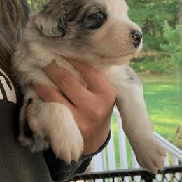 Australian Shepherd Puppies from Lil Rhody Blues Australian Shepherds