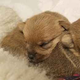 Norwich Terrier Puppies from Alegria Norwich Terriers