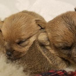 Norwich Terrier Puppies from Alegria Norwich Terriers
