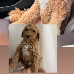 Goldendoodle All Grown Up from Zari Benji Doodles