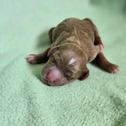 Lexus - female Golden Mountain Dog puppy in Crawfordsville, Iowa from DoodleBlessings