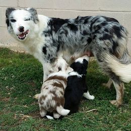Border Collie Puppies from M and J Farm