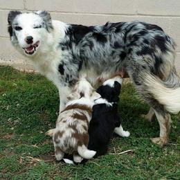 Border Collie Puppies from M and J Farm