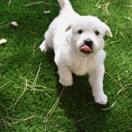 Golden Retriever Puppies from Dani’s Dawgs