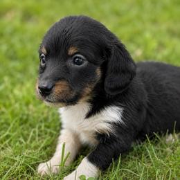 Flynn - Piebald male Dachshund puppy in Greenup, Kentucky from Tygart Creek Dachshunds