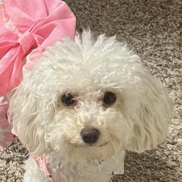 Poodles from Little Legacy Puppies