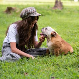 Bulldog Puppies from Brandywine Bulldogs