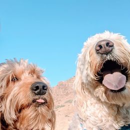 Goldendoodles from Doodle Kisses