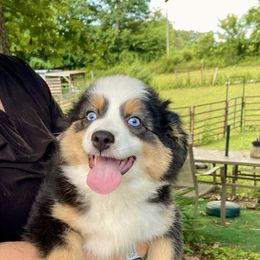 Girl1 - Black tri female Miniature Australian Shepherd puppy in Harmony, North Carolina from Carolina Pride Aussies