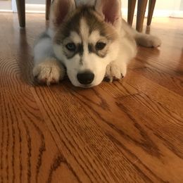 Siberian Husky Puppies from TreeLine Siberians