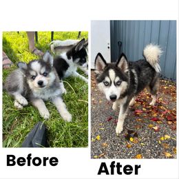Pomsky All Grown Up from OG's Pomskies