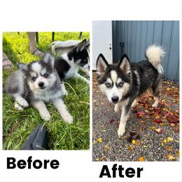Pomsky All Grown Up from OG's Pomskies