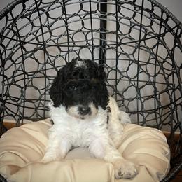 Girl 2 (Patches) - Black and white Bernedoodle puppy in Church Hill, Tennessee from 423 Doodles