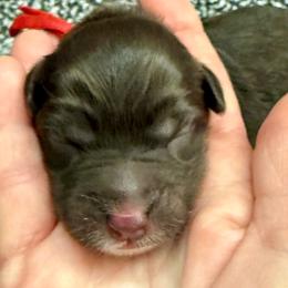 Red collar shea - Chocolate female Australian Labradoodle puppy in Fontana, California from Grammy's Puppy Love doodles and poodles