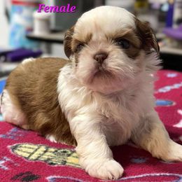 Liver and White Female - Liver and white female Shih Tzu puppy in Tenino, Washington from Dolled Up Pup