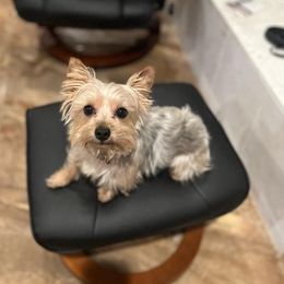 Yorkshire Terriers from Young's Puppies