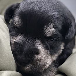 Mabel AKC Imported Champion Lines - Black and silver female Miniature Schnauzer puppy in Saratoga Springs, Utah from Happy Beard Schnauzers