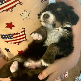 Bernedoodles from Lucky Paws Bernedoodles