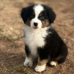 Barrett - Black tri male Miniature American Shepherd puppy in Snyder, Texas from RLA Miniature American Shepherds