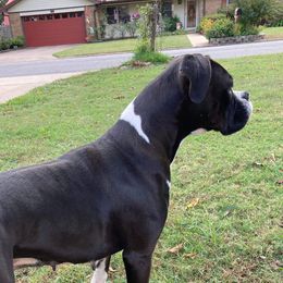 Jetta - Boxer