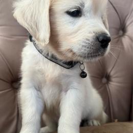 Blue Majik Bear - Light golden male Golden Retriever puppy in Baldwin Park, California from Mountain Valley Retrievers