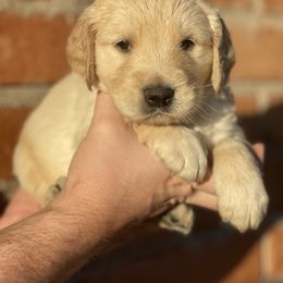 Golden Retriever puppies from K&N Golden Retriever Companion