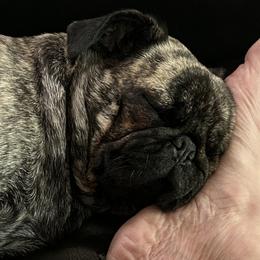 Hope - Pug