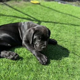 Cane Corso and Lowchen Puppies from High Royal Kennel