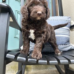 Giga - Brown and white Sheepadoodle puppy in Little Rock, Arkansas from Summer Blossom Doodles