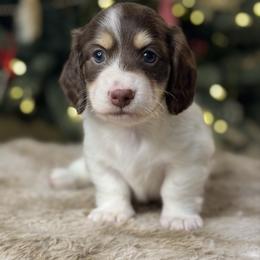 Spice - Piebald male Dachshund puppy in Cherry Valley, California from Sugar and Spice Dachshunds
