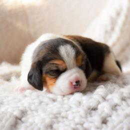 Arlo - Blue tan and white male Beagle puppy in Caldwell, Ohio from Folklore Kennel