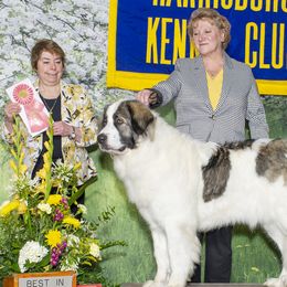 Zofie - Pyrenean Mastiff