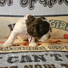 Missy - Brown white and tan female Cocker Spaniel puppy in Bonneville County, Idaho from Dream Catcher Cockers
