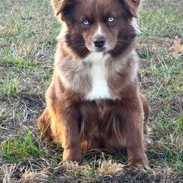 Caitlin - Toy Australian Shepherd