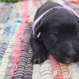 Bell - Black female Bouvier des Flandres puppy in Drury, Missouri from Black Bears Critters