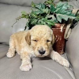Jethro - Cream male Goldendoodle puppy in Lake City, Florida from Dream Hollow Farm