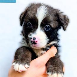 Taven - Blue merle male Miniature Australian Shepherd puppy in Punta Gorda, Florida from Christie's Creekside Aussies