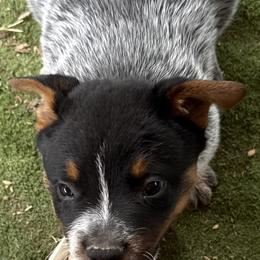 Boy 1 - Blue male Australian Cattle Dog puppy in Napa, California from Rocking P Ranch ACDs